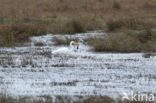 Grote zilverreiger (Casmerodius albus)