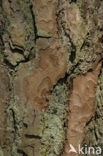 Grove den (Pinus sylvestris)