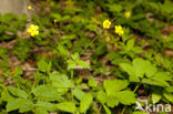 Gulden boterbloem (Ranunculus auricomus)