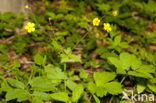 Goldilocks (Ranunculus auricomus)