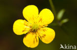 Gulden boterbloem (Ranunculus auricomus)