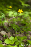 Gulden boterbloem (Ranunculus auricomus)