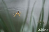 Hammock spider (Linyphia triangularis)