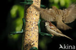 Huismus (Passer domesticus) 