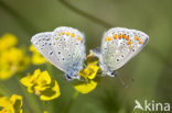 Common Blue (Polyommatus icarus)