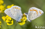 Common Blue (Polyommatus icarus)