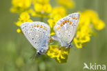 Common Blue (Polyommatus icarus)