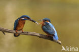 Kingfisher (Alcedo atthis)