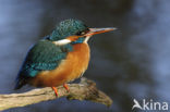 Kingfisher (Alcedo atthis)