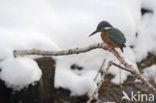 Kingfisher (Alcedo atthis)