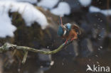 Kingfisher (Alcedo atthis)