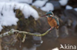 Kingfisher (Alcedo atthis)