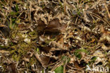 Kaal leermos (Peltigera hymenina)