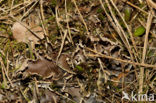 Kaal leermos (Peltigera hymenina)