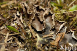 Peltigera hymenina