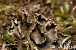 Kaal leermos (Peltigera hymenina)