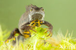 Great Crested Newt