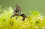 Kamsalamander (Triturus cristatus) 