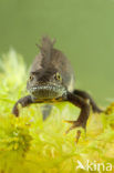 Kamsalamander (Triturus cristatus) 