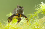 Great Crested Newt