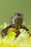 Great Crested Newt