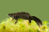 Kamsalamander (Triturus cristatus) 