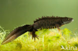 Kamsalamander (Triturus cristatus) 