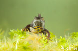 Kamsalamander (Triturus cristatus) 