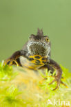 Great Crested Newt