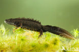 Kamsalamander (Triturus cristatus) 