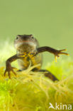 Kamsalamander (Triturus cristatus) 