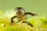 Great Crested Newt