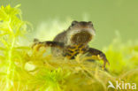 Great Crested Newt