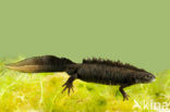 Kamsalamander (Triturus cristatus) 