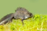 Great Crested Newt