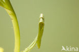 Kamsalamander (Triturus cristatus) 