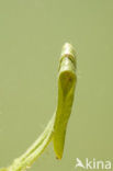 Kamsalamander (Triturus cristatus) 