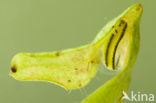 Kamsalamander (Triturus cristatus) 