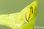 Kamsalamander (Triturus cristatus) 