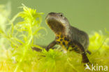 Kamsalamander (Triturus cristatus) 