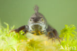 Great Crested Newt