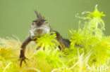 Great Crested Newt