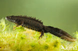 Kamsalamander (Triturus cristatus) 