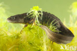 Kamsalamander (Triturus cristatus) 