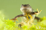 Kamsalamander (Triturus cristatus) 