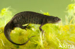 Kamsalamander (Triturus cristatus) 