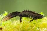 Kamsalamander (Triturus cristatus) 