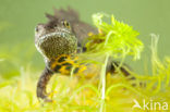 Great Crested Newt