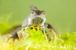 Great Crested Newt