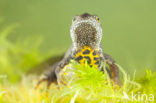 Great Crested Newt